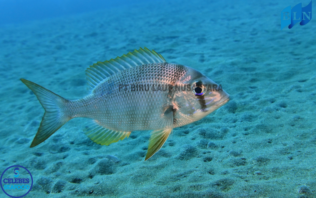How to Ensure Robinson Sea Bream is Free from Contaminants?